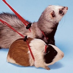 Pettorina per Porcellini d' India e furetti in nylon regolabile Ferplast " NY ROD "